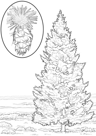 Douglas Fir Coloring Page